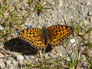 Argynnis niobe (Stiefmütterchen-Perlmuttfalter) / CH VS Törbel Moosalp 2120 m, 08. 08. 2016