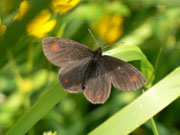 Erebia oeme (Doppelaugen-Mohrenfalter) / CH FR Gros Mont Brenleire 1460 m, 26. 06. 2014