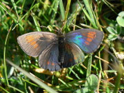 Erebia tyndarus (Schillernder Mohrenfalter, Männchen) / CH VS Turtmanntal Hungerli 2160 m, 02. 08. 2011