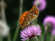 Argynnis adippe (Märzveilchenfalter, Männchen) CH BE Hasliberg 1100 m, 14. 06. 2011