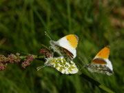 Anthocharis cardamines / CH BE Hasliberg 1050 m, 24. 06. 2026