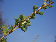 Larix decidua (Europäische Lärche) / Pinaceae