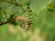 Orgyia antiqua (Schlehen-Bürstenspinner) / CH BE Hasliberg 1050 m, 04. 07. 2014