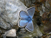 Polyommatus eros (Eros-Bläuling, Männchen) / CH VS Val d'Anniviers Zinal Barneuza 2203 m, 04. 07. 2011