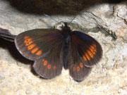 Erebia melampus (Kleiner Mohrenfalter) / CH VS Laggintal 1545 m, 20. 07. 2009
