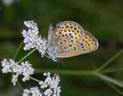 Plebejus argus (Geissklee-Bläuling, Weibchen) / CH VS Oberwallis, 08. 07. 2007