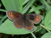 Erebia aethiops (Graubindiger Mohrenfalter, Männchen) / CH BE Hasliberg 1050 m, 30. 07. 2012