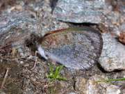 Erebia tyndarus (Schillernder Mohrenfalter, derselbe Falter wie vorher) / CH VS Laggintal 1540 m, 20. 07. 2009
