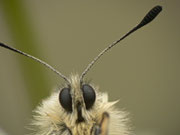 Parnassius apollo (Apollofalter) CH BE Hasliberg 1150 m, 02. 06. 2014