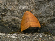 Watsonalla cultraria (Buchen-Sichelflügler) / CH BE Hasliberg 1070 m, 18. 04. 2014