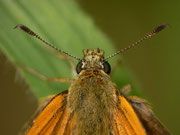 Ochlodes sylvanus (Rostfarbiger Dickkopffalter, Weibchen) / CH BE Hasiberg 1240 m, 04. 08. 2014