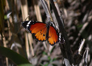Danaus chrysippus (Kleiner Monarch) / NYMPHALIDAE/Danainae (Edelfalter)