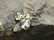 Parnassius apollo (frisch geschlüpftes Weibchen am Fundort) / CH BE Hasliberg 1150 m, 27. 05. 2026