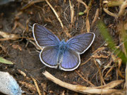 Polyommatus semiargus (Violetter Waldbläuling, Männchen) / CH FR Gros Mont 1470 m, 26. 06. 2014