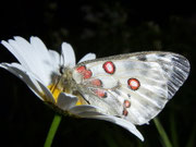 Parnassius apollo (Apollofalter) CH BE Hasliberg 1100 m, 12. 06. 2009