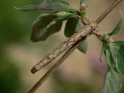 Crocallis elinguaria (Heller Schmuckspanner) / CH BE Hasliberg Hohfluh 1240 m, 11. 05. 2018 an Lonicera xylosteum