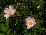 Rosa canina (Hundsrose) / ROSACEAE
