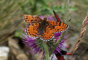 Melitaea didyma (Roter Scheckenfalter, Männchen) / Italien Aostatal Valpelline Alp Chamen, 10. 08. 2005