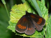 Erebia melampus (Kleiner Mohrenfalter) / CH VS Laggintal 1500 m, 20. 07. 2010