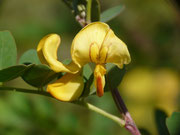 Colutea arborescens (Gew. Blasenstrauch) FABACEAE