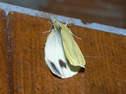 Pieris mannii (Karstweissling, Weibchen, frisch geschlüpft aus unten abgebildeter Puppe) / CH BE Hasliberg 1050 m, 13. 07. 2011