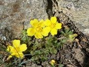 Potentilla neumanniana (Frühlings-Fingerkraut) / Rosaceae
