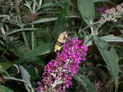 Hemaris tityus (Skabiosenschwärmer) / CH BE Hasliberg 1050 m, 05. 08. 2007