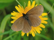 Erebia oeme lugens (Doppelaugen-Mohrenfalter) / CH UR Brunnital 1300 m, 15. 07. 2013