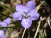 Viola hirta (Rauhaariges Veilchen) / VIOLACEAE