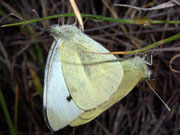 Pieris rapae (Kleiner Kohlweissling, Paarung) / Spanien Kan. Inseln La Gomera Barranco de Argaga 200 m, 05. 03. 2009