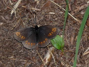 Erebia alberganus (Gelbäugiger oder Mandeläugiger Mohrenfalter) / CH VS Münster 1525 m, 05. 07. 2019
