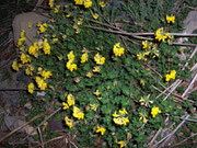 Lotus corniculatus (Hornklee) / Fabaceae