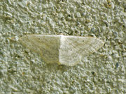 Scopula incanata (Weissgrauer Kleinspanner) / CH BE Hasliberg 1050 m, 09. 06. 2012