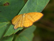 Idaea flaveolaria / CH VS Lötschental Faldumalp 1870 m, 27. 07. 2009