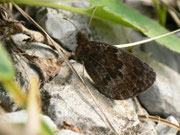 Erebia montana / CH OW Ächerlipass Heitletswald 1460 m, 18. 08. 2014