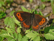 Erebia ligea (Weissbindiger Mohrenfalter, Weibchen) / CH BE Hasliberg 1240m, 20. 07. 2013