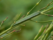 Anthocharis cardamines (Aurorafalter) / CH BE Hasliberg 1050 m, 14. 08. 2014