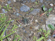 Pyrgus malvoides (Kleiner südlicher Würfelfalter) / CH VS Nufenenpass Lengtal Bochtestafel 1980 m, 04. 07. 2008