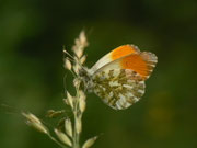 Anthocharis cardamines / CH BE Hasliberg 1070 m, 05. 07. 2014