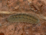 Hamearis lucina (Frühlings-Scheckenfalter, erwachsene Raupe) / CH BE Hasliberg 1050 m, 18. 07. 2016