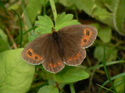 Erebia ligea (Weissbindiger Mohrenfalter, Weibchen) / CH BE Hasliberg 1050 m, 04. 08. 2014