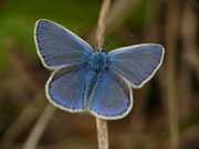 Polyommatus icarus (Hauhechelbläuling, Männchen) / CH VS Sierre Unterer Pfynwald 560 m, 28. 09. 2015