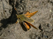 Ochlodes sylvanus (Rostfarbiger Dickkopffalter, Männchen) / CH VS Val d'Hérens, La Forclaz, Le Tsaté 1860 m, 31. 08. 2011