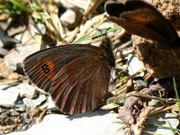 Erebia aethiops (Graubindiger Mohrenfalter, Männchen) / CH VS Montagne de Fecon 1590 m, 07. 08. 2012