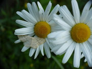 Scopula floslactata (Gelblichweisser Kleinspanner) / CH BE Hasliberg 1040 m, 09. 06. 2025
