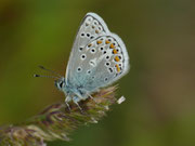 Polyommatus eros (Eros-Bläuling, Männchen) / CH TI Bedretto, Paltano 1875 m, 06. 08. 2024