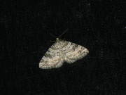 Perizoma minorata (Kleiner Augentrost-Kapselspanner) / CH BE Hasliberg 1050 m, 17. 07. 2014