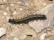 Nymphalis polychloros (Grosser Fuchs) / F Département de l'Hérault, Lac de Salagou, Côte de Liausson  140 m, 11. 05. 2012