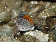 Erebia tyndarus (Schillernder Mohrenfalter) / CH VS Törbel Törbeltälli 2300 m, 08. 08. 2016