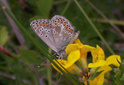 Aricia artaxerxes allous / CH VS Felsensteppe. 16. 06. 2006